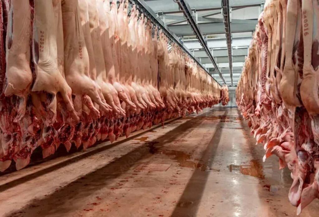Pig carcasses in a traditional meat production facility