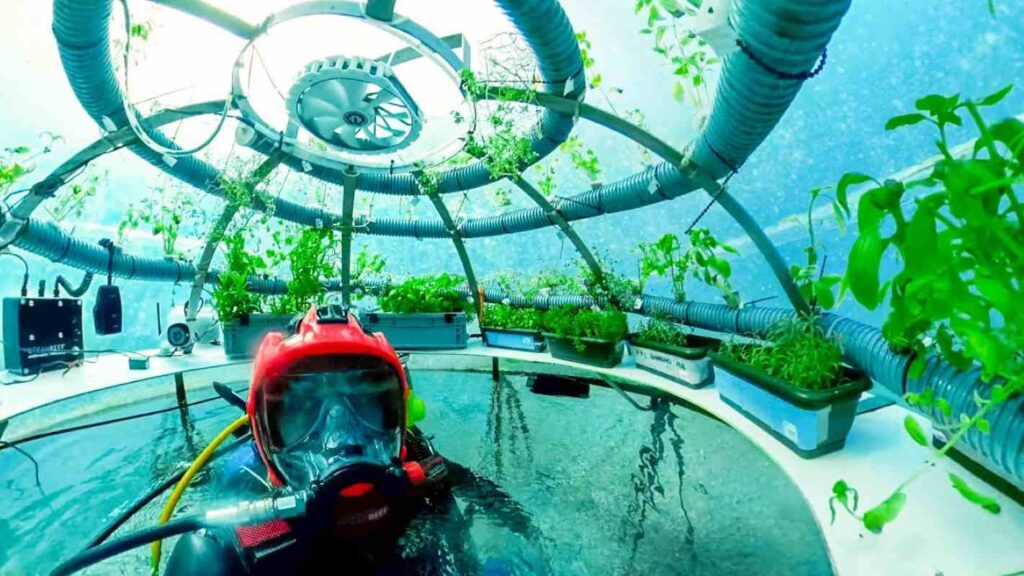 A scuba diver doing an onsite inspection of an underwater farm