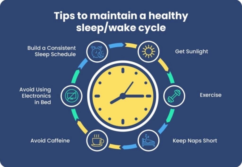 An infographic explaining the influence of the circadian cycle