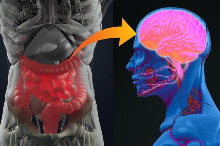 How the gut-brain axis influences cognitive function and overall well-being
