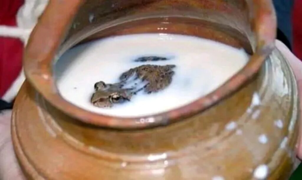 People of rural Russia stumbled upon a curious yet practical way to keep milk fresh