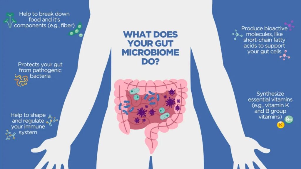 An infographic explaining the many functions of the gut microbiome