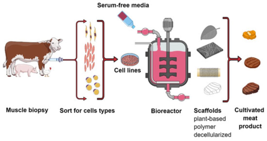 Infographic on cell-cultured meat production