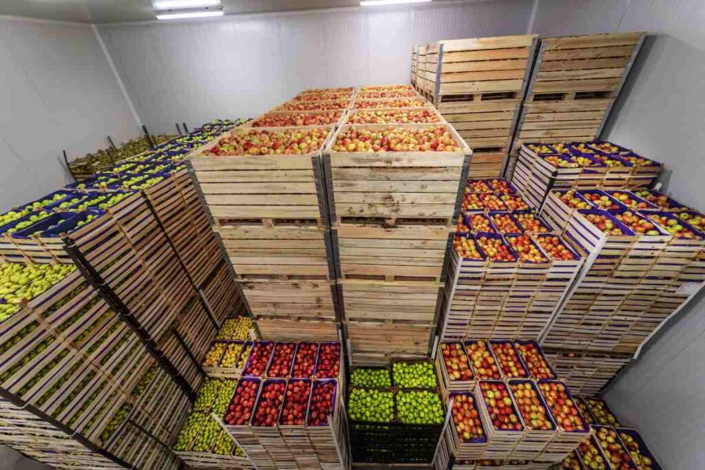 Fruits meant for export are in wooden crates and inside a temperature-controlled holding facility