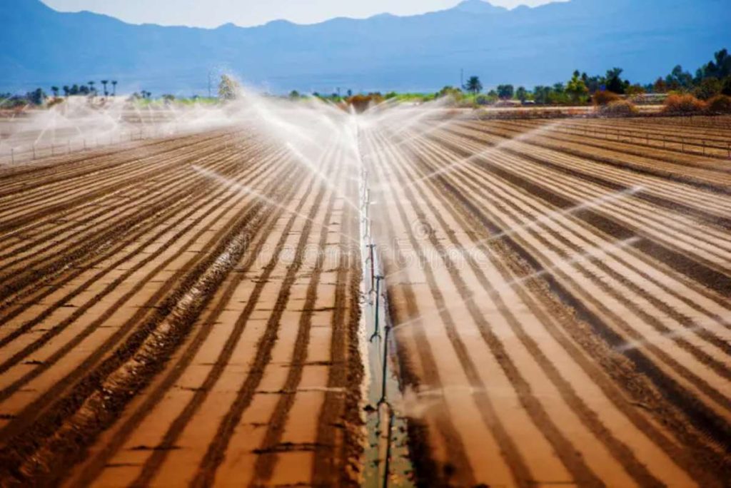 Food cultivation using an irrigation system