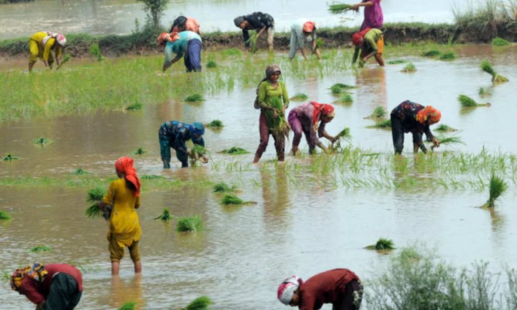Asian women planting rice in a paddy