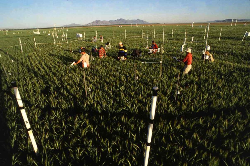 Scientists measure the growth of wheat surrounded by elevated levels of atmospheric carbon dioxide near Phoenix, AZ
