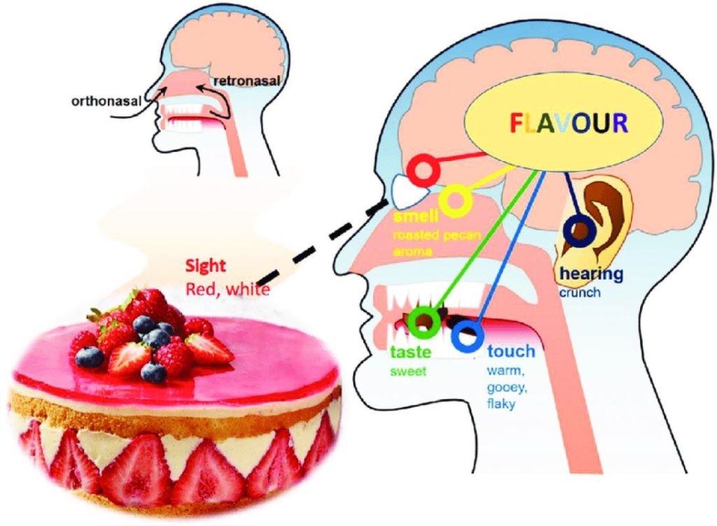 Neurogastronomy; is the study of flavor perception