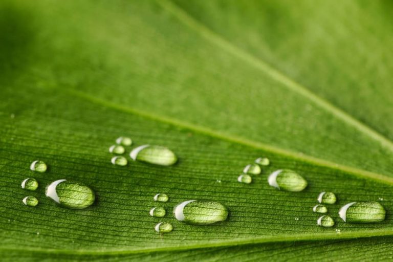 The Hidden Water Footprint of Your Favorite Foods — And Why It Matters