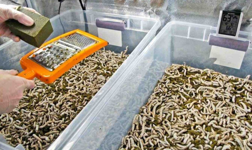 Open Source DIY Bug Farm Aims to Make Growing Edible Insects at Home as Easy as Growing Sprouts