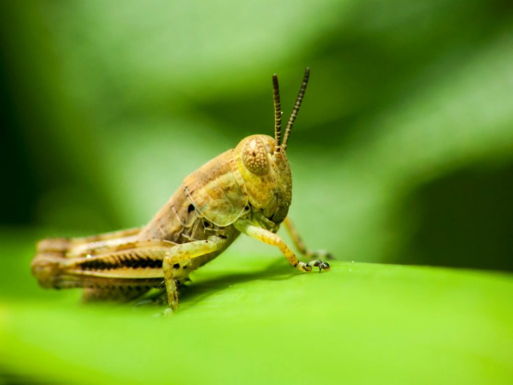 Grasshopper on green leaf