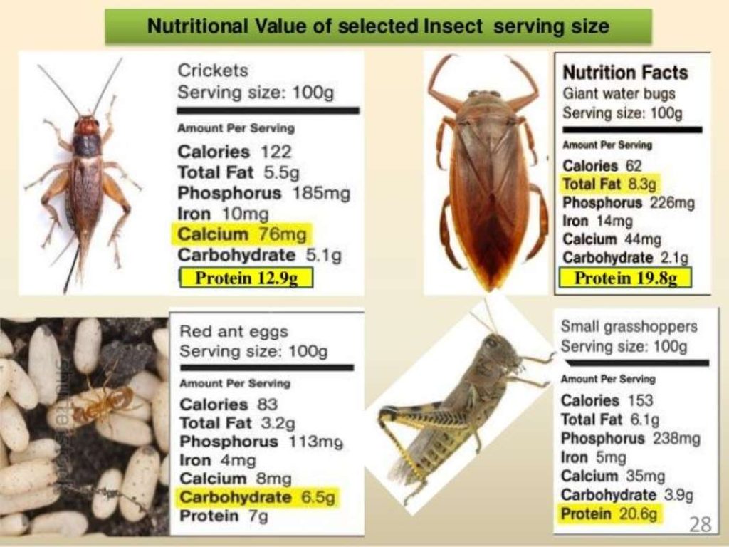 A chart showing the nutritional profile of some edible insects