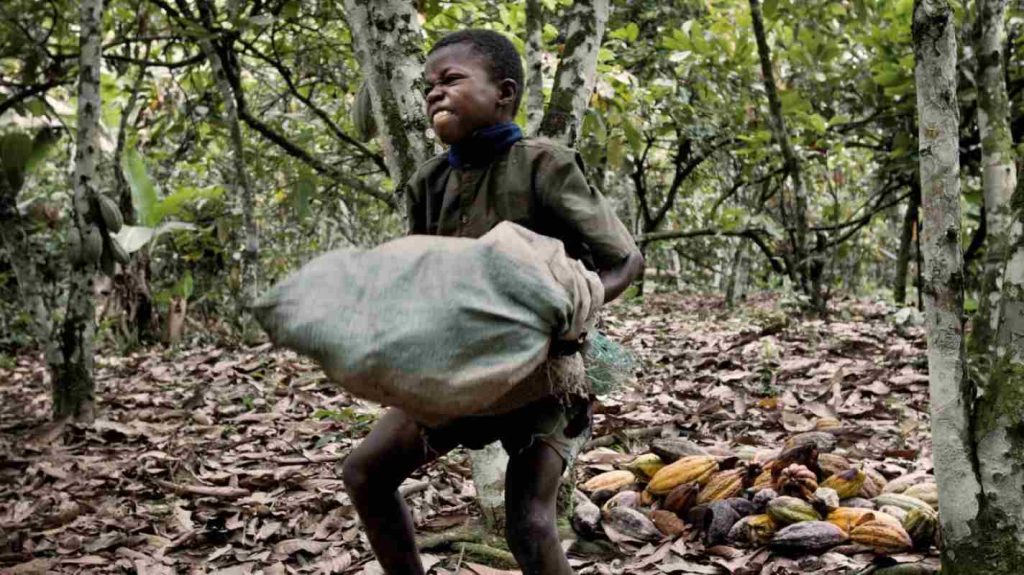 A child lifting a heavy load on a cocoa farm
