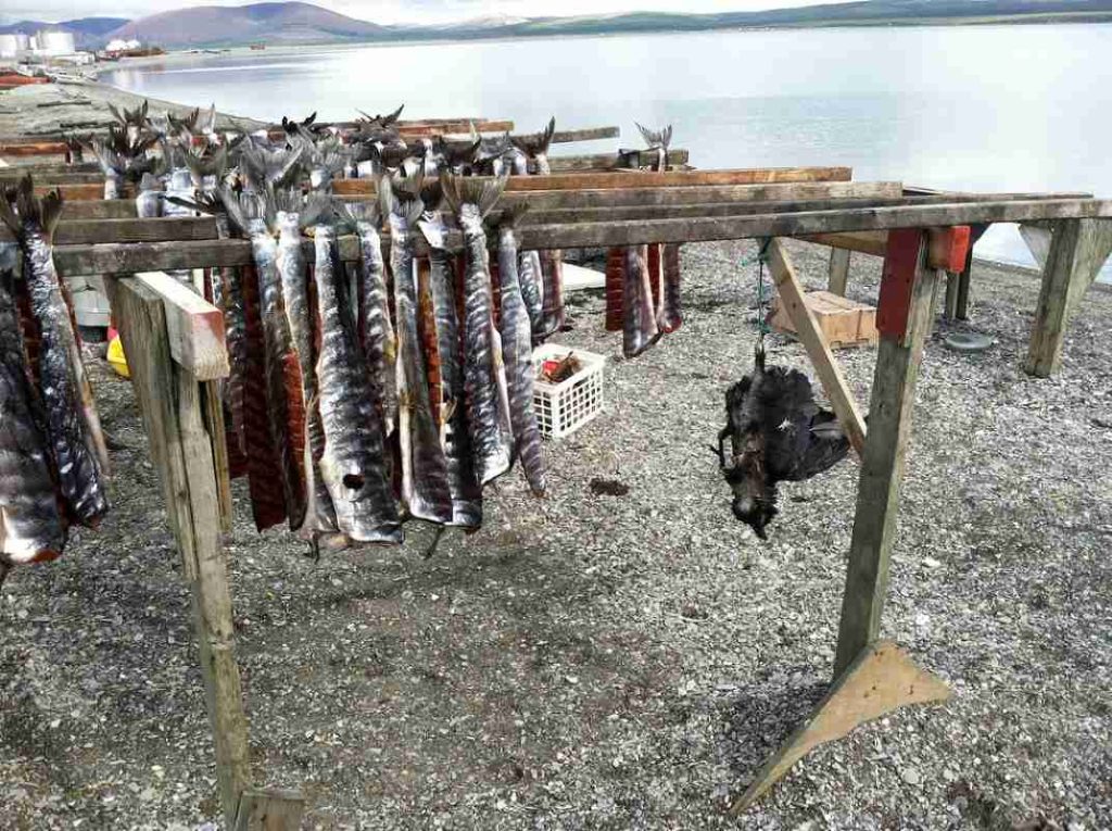 Teller, native settlement maybe 80 miles northwest of Nome, drying fish with dead raven to keep away birds
