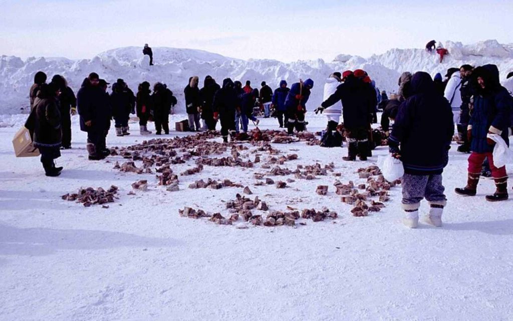 Sharing of frozen, aged walrus meat among Inuit families