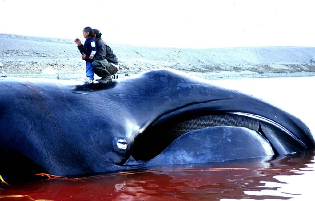 Bowhead whale (Balaena mysticetus), caught in an Inuit subsistence whale hunt in Igloolik, Nunavut in 2002