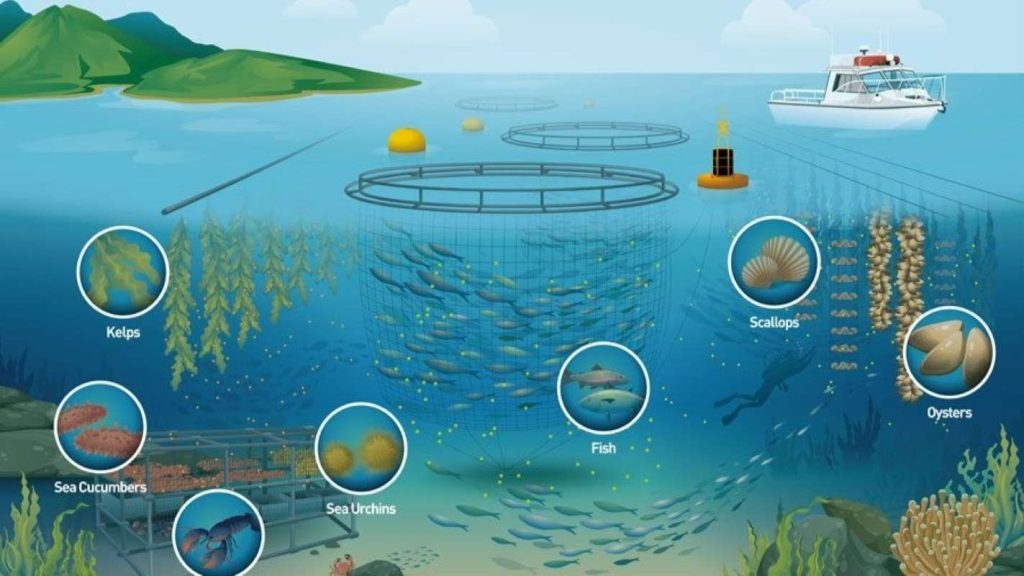 The climate crisis cannot be solved without the ocean