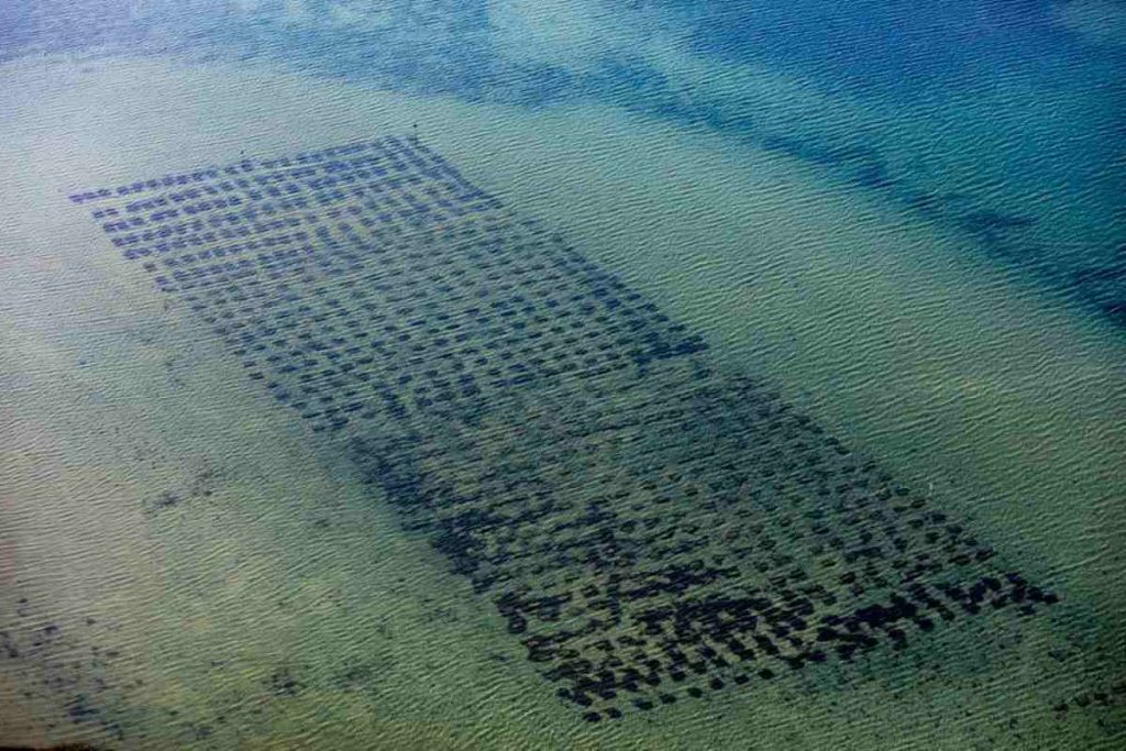 Oyster Trays at Winnapaug Pond, Westerly, RI. August 2018