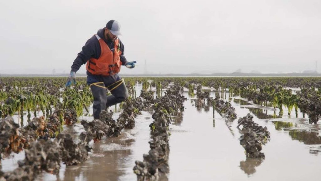 How Oysters, Mussels & Clams are Sustainably Farmed