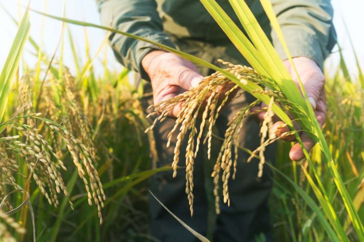 Image of blooming but climate-stressed wheat
