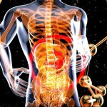 a 3d image of the human body and the structure of the body